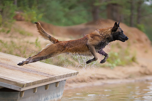 Happy young Belgian Shepherd dog Malinois jumping outdoors into water from a wooden pontoon in hot summer