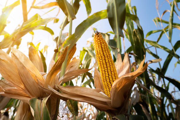 istock Ripe corn on the cob in a field ready for harvest 1170294875