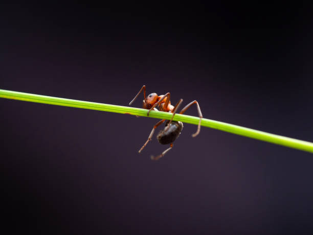 istock Macro of ant on green stem (Formica rufa). Copy space 1170295292