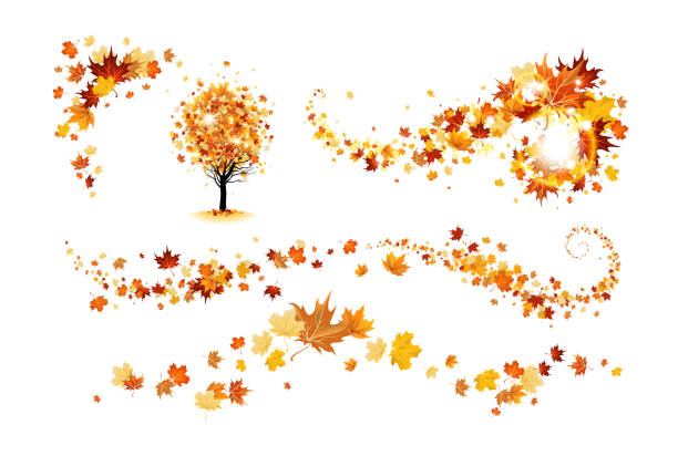 элементы осеннего декора - maple tree autumn tree vibrant color stock illustrations