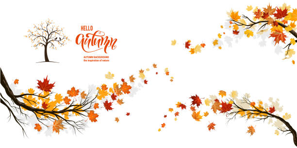 Nature fall branches Autumn nature design elements. Tree, branch with leaves, fall decor. Maple leaves design. tree borders stock illustrations