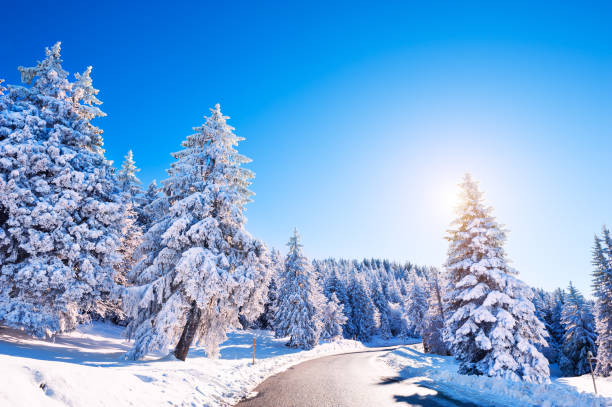 istock Winter road with snow-covered trees in the forest 1170296998