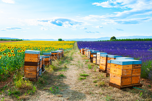 Bee hives in a lavender and sunflower fields near Valensole, Provence, France. Beautiful summer landscape