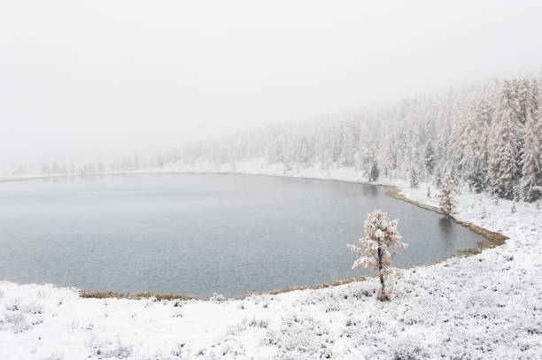 istock First snow in the autumn forest. 1170297022