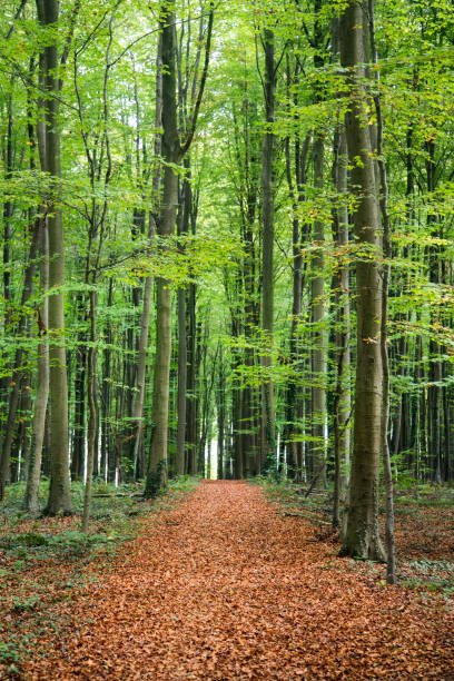 лес - forest of halle стоковые фото и изображения