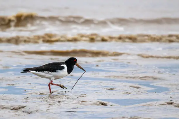 Oyster catcher (Haematopus ostralegus) with a worm or fluke from the mud flats on the  coastline of Bradwell on Sea, Essex, UK
