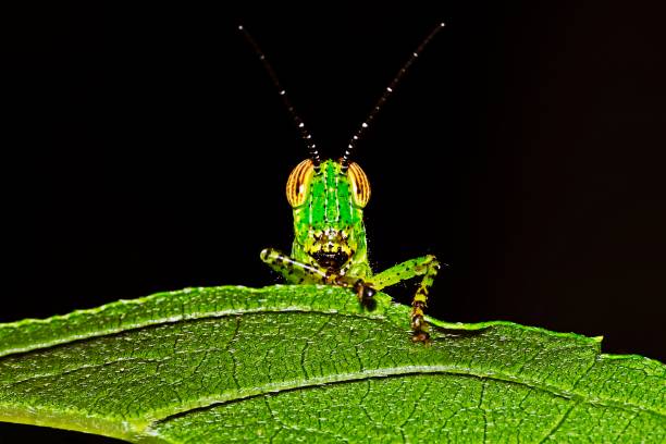 istock Grasshopper plays hide and seek on green leaf. 1170298357