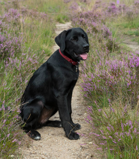 istock four month old labrador pup 1170298701