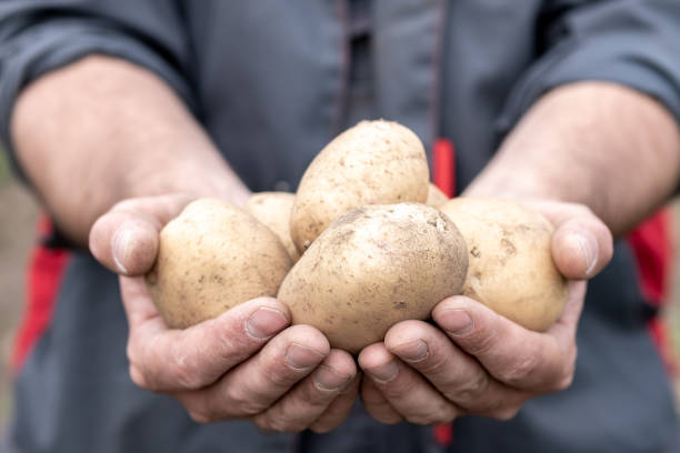istock a man in work clothes holding potatoes on his outstretched hands 1170298794