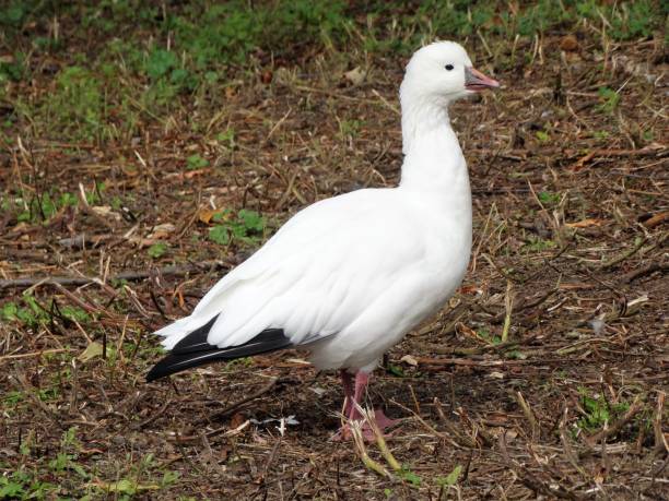 istock Side view of white Ross's goose standing with upright head 1170299491