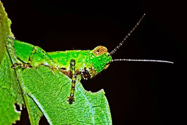 Photo of Grasshopper biting green leaf.