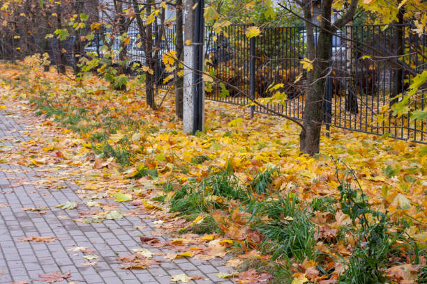 Autumn leaves on the path. stock photo