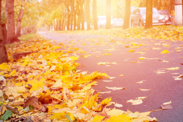 Autumn leaves background. stock photo