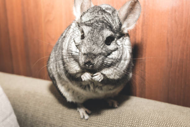istock Grey chinchilla is sitting on the sofa. Cute fluffy pet. 1170302045