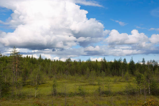 istock Blue sky and beautiful cloud with meadow tree for plain landscape background for summer poster. 1170302554