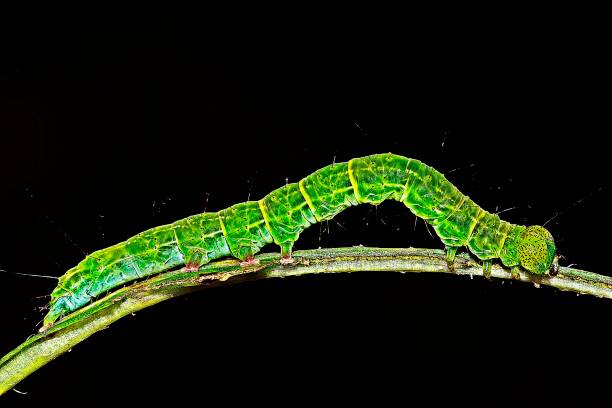 istock Green Caterpillar crawling on brown branch. 1170302725