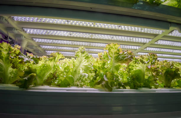 istock Greenhouse vegetables Plant with Led Light Indoor Farm Technology 1170302917
