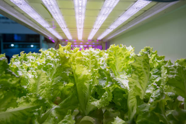 istock Greenhouse vegetables Plant with Led Light Indoor Farm Technology 1170303728