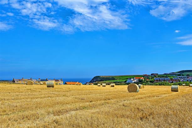 hay bales, by cowbar nabb, staithes, yorkshire moors, england - agricultural activity yorkshire wheat field imagens e fotografias de stock
