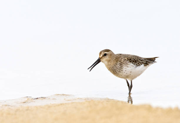istock Dunlin, Calidris alpina 1170306077
