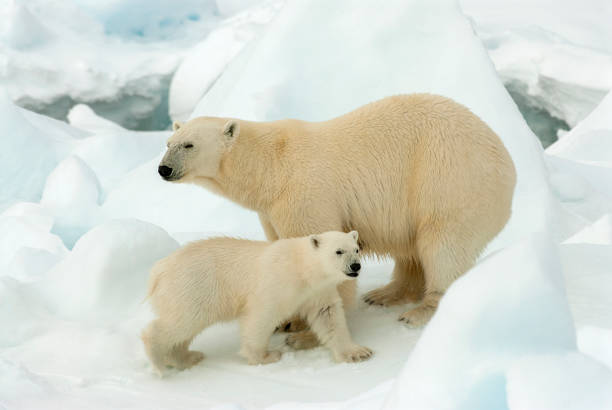 istock Polar bear, Ursus maritimus 1170306323