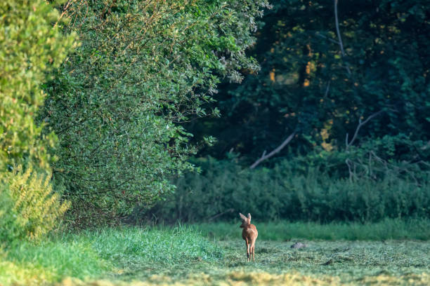 istock Roe deer searching food at forest edge at dawn. 1170306422