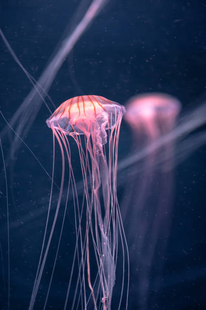 istock glowing jellyfish chrysaora pacifica underwater 1170306455