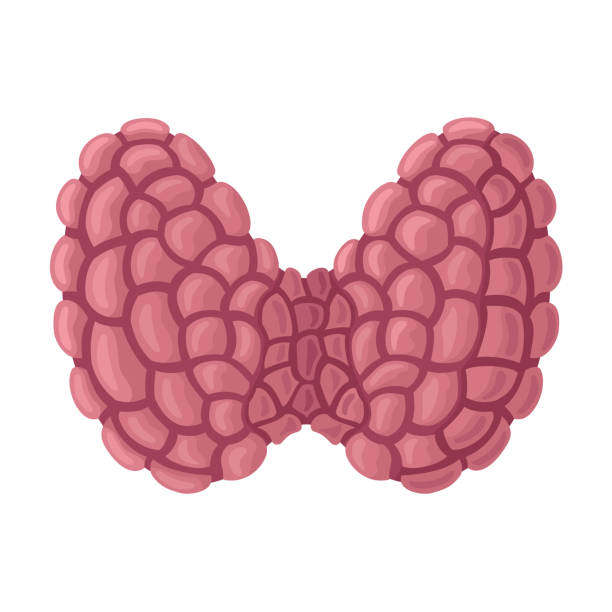 Thyroid gland Thyroid gland thyroid gland stock illustrations