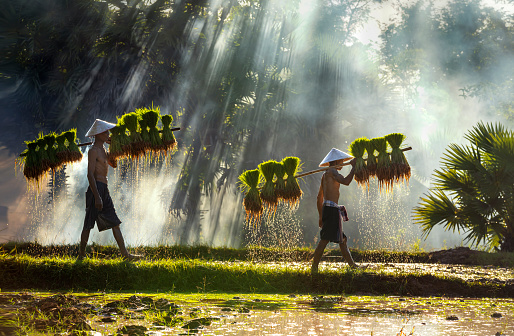 Los granjeros llevan plántulas. Las personas de la comunidad están trabajando juntas para reunir el arroz. El modo de vida de los pueblos del sudeste asiático caminando por las zonas rurales, campos de arroz, Trabajar duro en los campos de arroz, Tailan photo