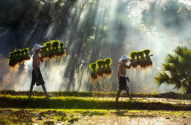 Farmers are carrying seedlings. People in the community are working together to bring rice together. The way of life of Southeast Asian people walking through rural areas, rice fields, Work hard in the rice fields, Thailand. stock photo