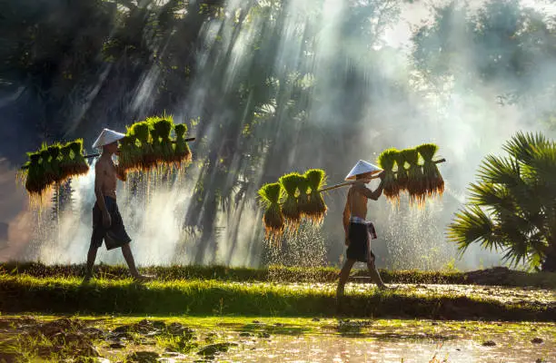 Farmers are carrying seedlings. People in the community are working together to bring rice together. The way of life of Southeast Asian people walking through rural areas, rice fields, Work hard in the rice fields, Thailand.