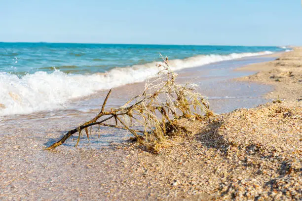 Photo of dry branch with algae on the shore of the blue sea. Beach made of shells. Sea pollution, ecology. beach. Sea horizon. Summer time concpet.