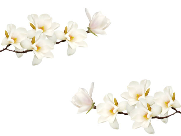 istock Magnolia flower isolated on white background. 1170308085