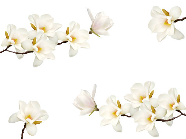 istock Magnolia flower isolated on white background. 1170308096