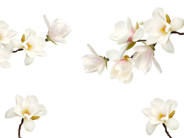 istock Magnolia flower isolated on white background. 1170308125