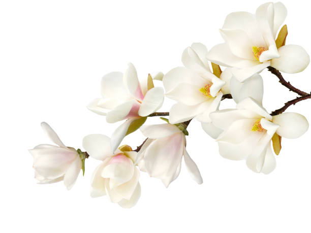 istock Magnolia flower isolated on white background. 1170308136