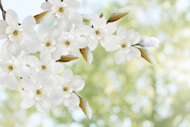 piękny kwiat magnolii w natre. - m09 zdjęcia i obrazy z banku zdjęć