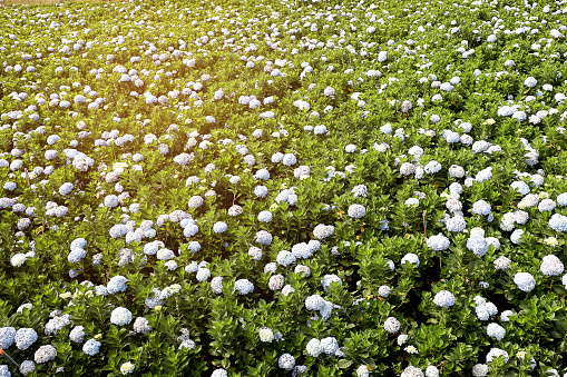 Sunsets and clover flowers in Jeongbuk-toe