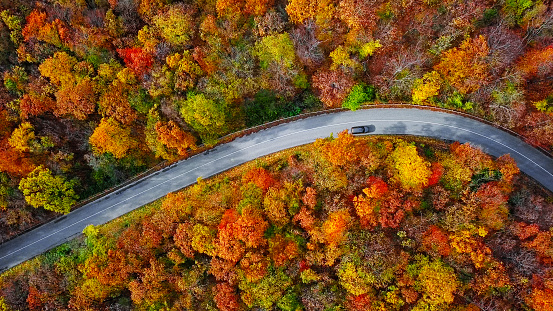 Overhead aerial view of winding mountain road inside colorful autumn forest