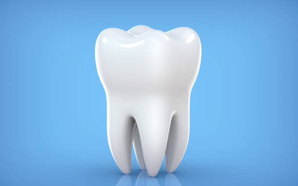 dental-modell von prämolaren zahn, 3d-rendering auf blauem backgroun. 3d-illustration als konzept der zahnuntersuchung zähne, zahngesundheit und hygiene. - menschlicher zahn stock-fotos und bilder
