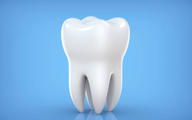 dental model of premolar tooth, 3d rendering on blue backgroun. 3d illustration as a concept of dental examination teeth, dental health and hygiene. - dental floss brushing teeth dental hygiene dental equipment imagens e fotografias de stock