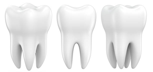 jogo de modelos dentais dos dentes do premolar 3d como um conceito de dentes dentais da examinação, de saúde dental e de higiene. ilustração da rendição 3d isolada no fundo branco - dental floss brushing teeth dental hygiene dental equipment - fotografias e filmes do acervo