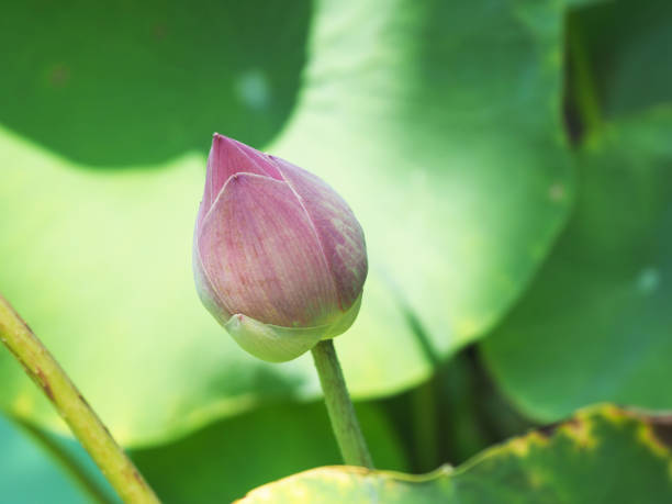 istock Pink lotus flower bud and bright green leaf 1170308513