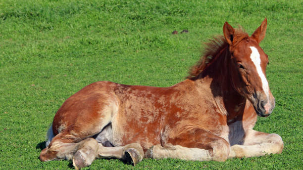 istock Foal laying down in pasture 1170309454