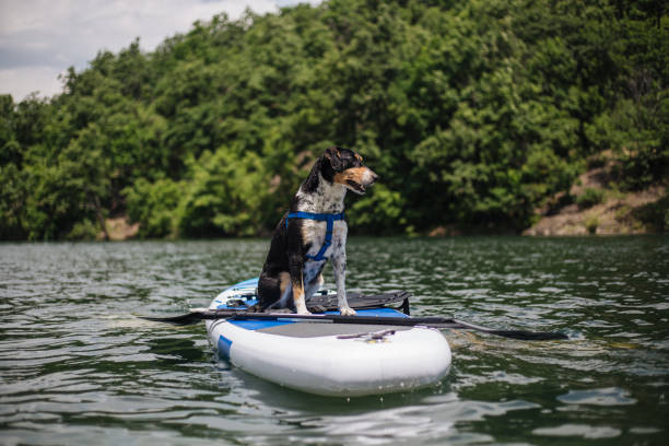 istock Cute dog on a paddleboard at a lake 1170309496