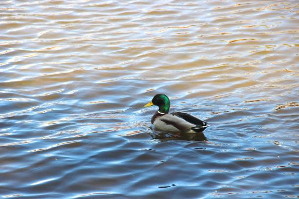 istock The Wild duck on the river on a Sunny day. Nature 1170309682