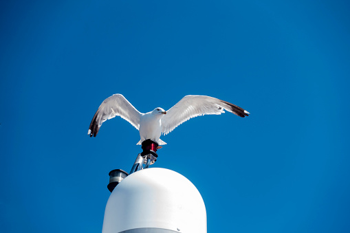 Seagull sitting on the radar at the top of the boat in Greece