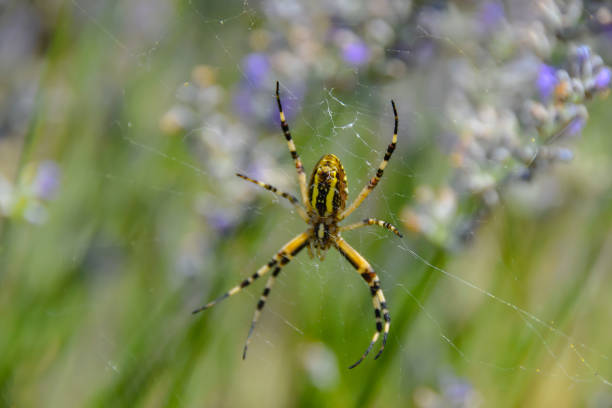 istock big yellow spider in lavender fields 1170311365