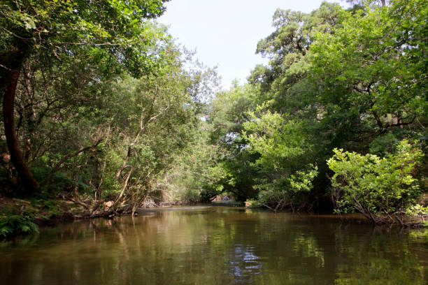 istock Vegetation of the Huchet Current 1170311466