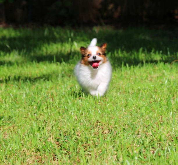 istock Papillon puppy running through grass 1170311772